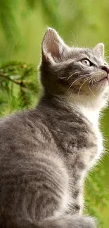 Gray kitten sitting peacefully in a lush green nature setting.