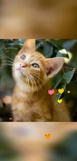 Adorable orange kitten in leafy background.