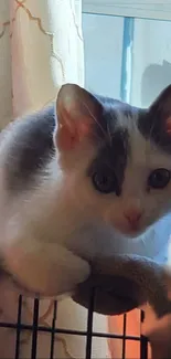 Adorable kitten perched on a fence in soft natural light.