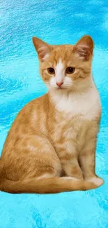 Adorable orange kitten sits on vibrant blue textured background.