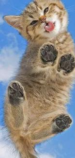 Playful kitten against a blue sky background.