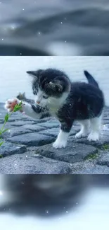 Cute kitten exploring cobblestone path with green plant.