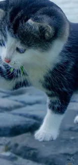 Adorable kitten exploring cobblestone path with curious look.