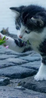 Playful kitten pawing at plant on cobblestone path.