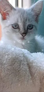 Cute kitten resting on a soft, fluffy white blanket with a blue background.