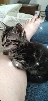 Cute kitten resting on a blue couch with sparkles in the background.