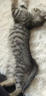 Cute kitten lounging on a fluffy white rug.