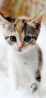 Adorable kitten sitting on a fluffy white blanket, looking cute and curious.