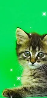 Adorable kitten with sparkling eyes on a vibrant green background.