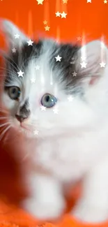 Fluffy white kitten sitting on an orange textured blanket.