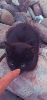 Black kitten on beige rocks, gently touched by a finger.