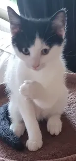 Adorable black and white kitten sitting on a soft brown bed.