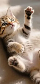Adorable kitten lying on a beige blanket with paws up.