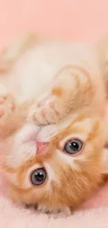 Cute orange kitten on a soft pink blanket, perfect for mobile wallpaper.