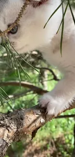 Kitten perched on tree branch amidst green foliage.