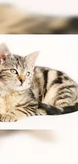 Adorable kitten resting on a white background.