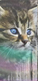 Cute kitten with blue eyes on rustic wood.