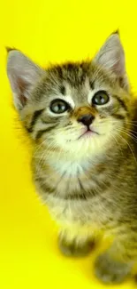 Adorable tabby kitten on a bright yellow background, looking up charmingly.