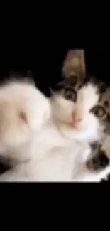 Cute kitten up close with playful paw on black background.