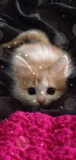 Cute fluffy kitten peeking over a bright pink blanket.