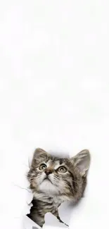 Adorable kitten peeking through a paper hole on a white background.