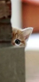 Cute kitten peeking from behind a wall with one visible eye.