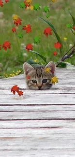 Kitten peeking over wooden boards with a green nature background.