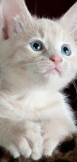 Cute cream-colored kitten with blue eyes on a mobile wallpaper.