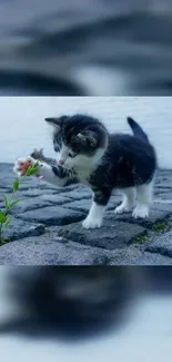 A cute kitten playfully interacting with a plant on cobblestones.