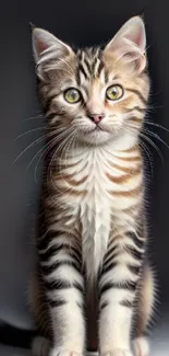 Adorable striped kitten sitting on a gray background.