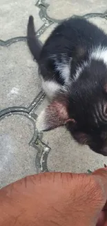 Cute kitten eating treat on stone pavement.