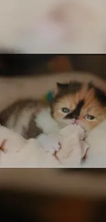 Cute kitten relaxing on a soft blanket.