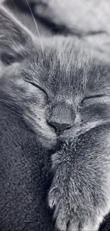 Gray kitten sleeping cozily in a blanket.