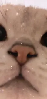 Close-up of a cute kitten's face with sparkling effects.