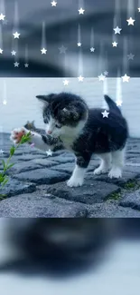 Kitten on cobblestone path under starry sky wallpaper.