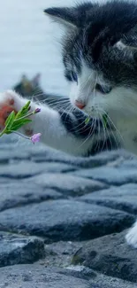 Adorable kitten touching a small flower on a rocky surface.