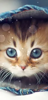 Cute kitten with blue eyes under a denim blanket.