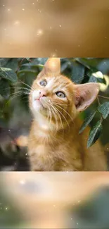 Curious orange kitten looking up through leaves with soft glowing lights.