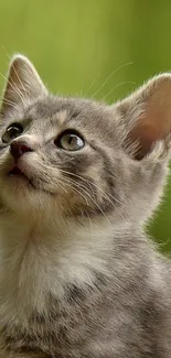 Adorable grey kitten with green background.