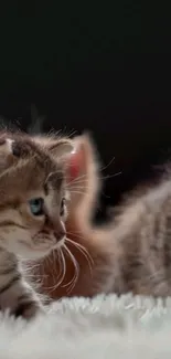 Adorable kitten on fluffy white rug.