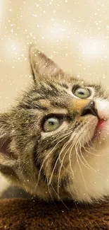 Cute tabby kitten looking up on a soft brown cushion.