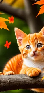 Cute kitten on branch with autumn leaves.