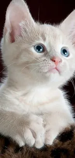 Adorable cream kitten with blue eyes resting on a brown surface.