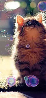 Fluffy kitten surrounded by soft sunlight and floating bubbles.