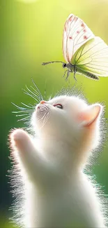 Cute white kitten plays with butterfly on green background.