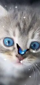 Gray kitten with blue eyes and butterfly on nose.