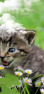 Cute kitten with clouds and daisies on a green background.