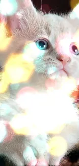 Cute kitten with bokeh and colorful glowing lights.