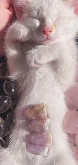 White kitten sleeping among colorful crystals.