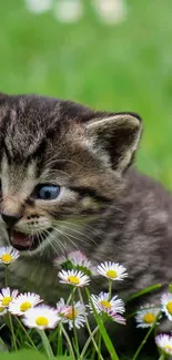 Cute kitten playing with daisies on a green field wallpaper.